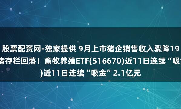 股票配资网-独家提供 9月上市猪企销售收入骤降19%,能繁母猪存栏回落!畜牧养殖ETF(516670)近11日连续“吸金”2.1亿元